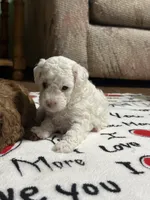 Sara Lee, a female Poodle - Miniature  for sale in Greenville, MO – 6 of 9
