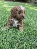 Harley, a male Cavapoo for sale in Greenville, MO – 3 of 6