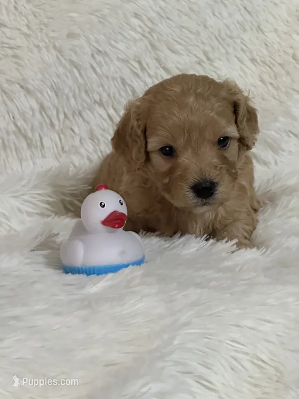 Drake – Bichon Frise, Cavapoo puppy for sale in Greenville, MO