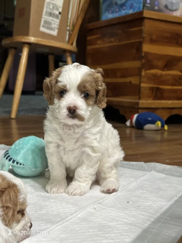Sophie – Cavapoo puppy for sale in Greenville, MO