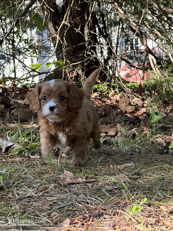 MILA – Cavapoo puppy for sale in Greenville, MO