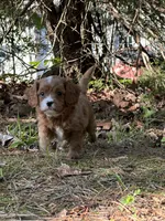 MILA, a female Cavapoo for sale in Greenville, MO – 1 of 9