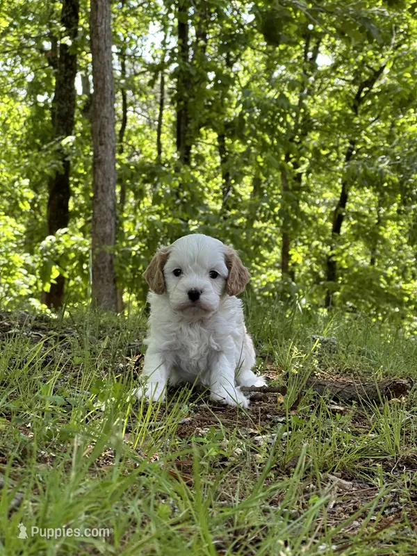 Peter – Cavapoo puppy for sale in Greenville, MO
