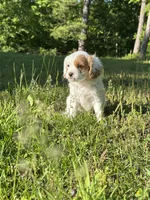 Molly, a female Cavapoo for sale in Greenville, MO – 8 of 10