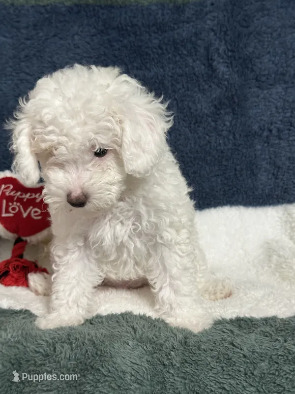 Sara Lee – Poodle - Miniature  puppy for sale in Greenville, MO
