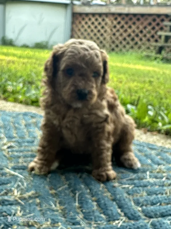 Stevie – Poodle - Miniature  puppy for sale in Greenville, MO