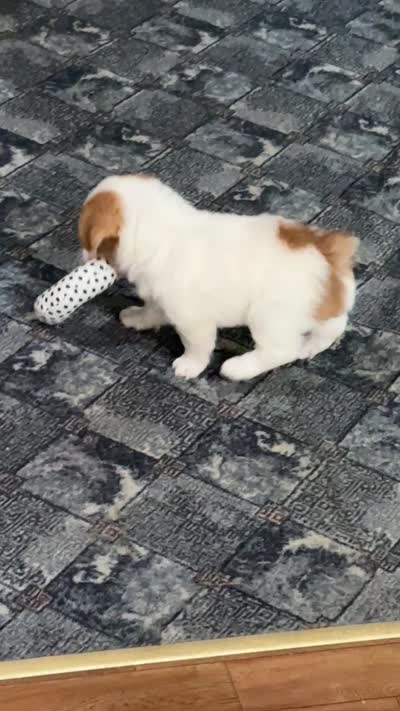 Colby, a male Yorkipoo for sale in Greenville, MO – 8 of 9