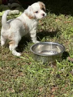 Peter, a male Cavapoo for sale in Greenville, MO – 2 of 5