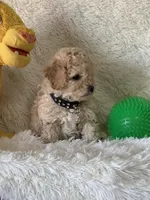 Jase, a male Cavapoo for sale in Greenville, MO – Photo 5 of 5