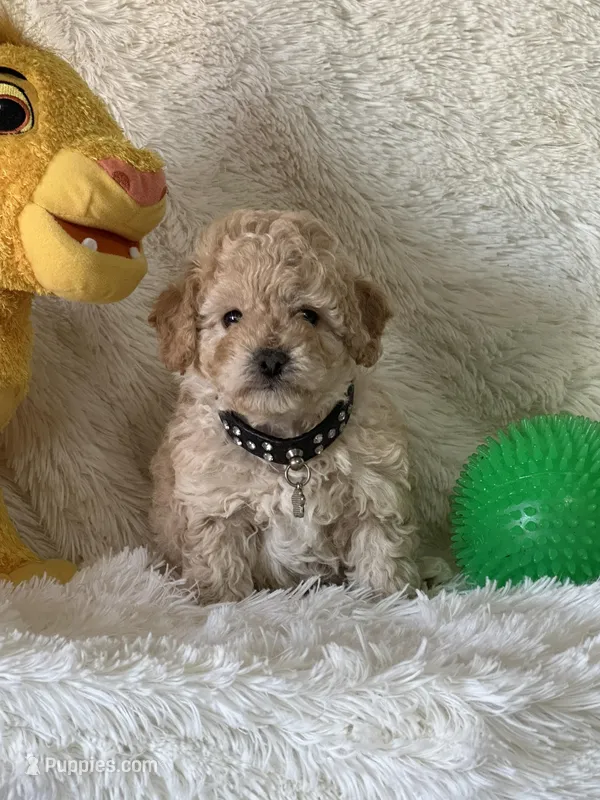 Jase – Cavapoo puppy for sale in Greenville, MO