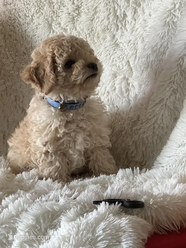Jase – Cavapoo puppy for sale in Greenville, MO