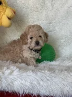 Jase, a male Cavapoo for sale in Greenville, MO – Photo 2 of 5