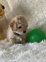 Jase, a male Cavapoo for sale in Greenville, MO – Photo 3 of 5