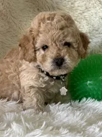 Jase, a male Cavapoo for sale in Greenville, MO – Photo 1 of 5