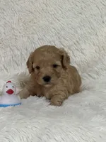 Drake, a male Bichon Frise and Cavapoo for sale in Greenville, MO – 4 of 6