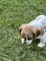 Remi, a male Cavalier King Charles Spaniel for sale in Greenville, MO – 3 of 9