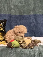 Teddy, a male Poodle - Miniature  for sale in Greenville, MO – 3 of 9