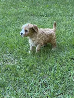 MACKY, a male Cavapoo for sale in Greenville, MO – 6 of 8