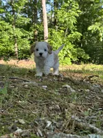 MIKE, a male Cavapoo for sale in Greenville, MO – 4 of 10