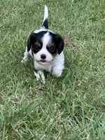 Rainie, a female Cavalier King Charles Spaniel for sale in Greenville, MO – 5 of 8