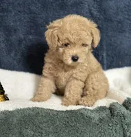 Teddy, a male Poodle - Miniature  for sale in Greenville, MO – 4 of 9