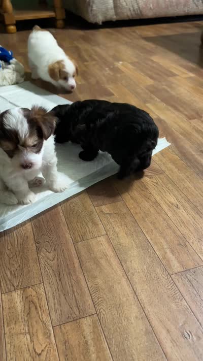 Colby, a male Yorkipoo for sale in Greenville, MO – 9 of 9