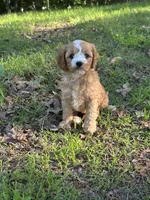 MACKY, a male Cavapoo for sale in Greenville, MO – 2 of 8