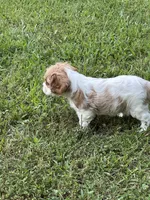 Remi, a male Cavalier King Charles Spaniel for sale in Greenville, MO – 6 of 9