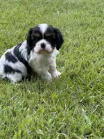 Rylie, a female Cavalier King Charles Spaniel for sale in Greenville, MO – 4 of 9