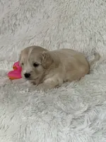 Dolly Rae, a female Bichon Frise and Cavapoo for sale in Greenville, MO – 4 of 7