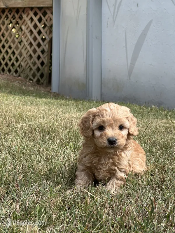 Denny – Bichon Frise, Cavapoo puppy for sale in Greenville, MO