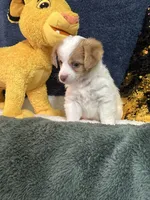 Colby, a male Yorkipoo for sale in Greenville, MO – 7 of 9