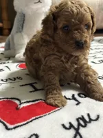 Sam, a male Poodle - Miniature  for sale in Greenville, MO – 3 of 4