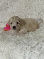 Dolly Rae, a female Bichon Frise and Cavapoo for sale in Greenville, MO – 3 of 7