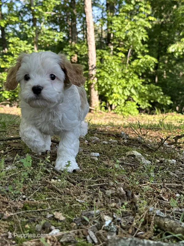 MIKE – Cavapoo puppy for sale in Greenville, MO