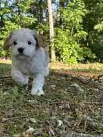 MIKE, a male Cavapoo for sale in Greenville, MO – 10 of 10