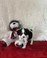 Oakleigh, a female Cavapoo for sale in Greenville, MO – Photo 4 of 8