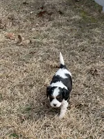 Oakleigh, a female Cavapoo for sale in Greenville, MO – Photo 8 of 8
