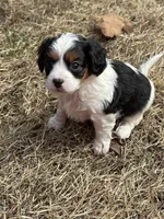 Oakleigh, a female Cavapoo for sale in Greenville, MO – Photo 6 of 8