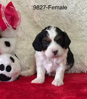 Oakleigh, a female Cavapoo for sale in Greenville, MO – Photo 1 of 8