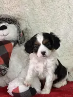 Oakleigh, a female Cavapoo for sale in Greenville, MO – Photo 2 of 8