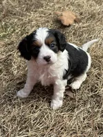 Oakleigh, a female Cavapoo for sale in Greenville, MO – Photo 5 of 8