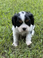 Rocky, a male Cavalier King Charles Spaniel for sale in Greenville, MO – 3 of 9
