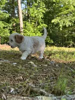 MIKE, a male Cavapoo for sale in Greenville, MO – 5 of 10