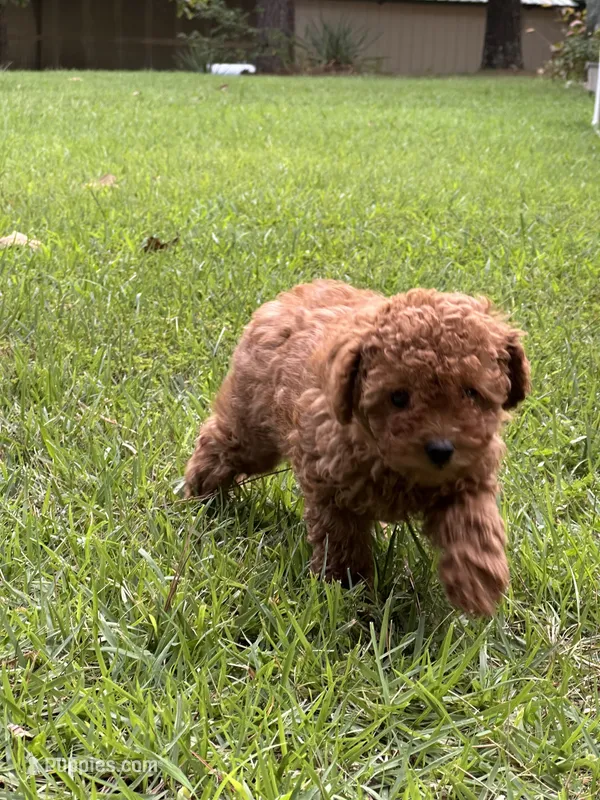 Suzy Q – Poodle - Miniature  puppy for sale in Greenville, MO