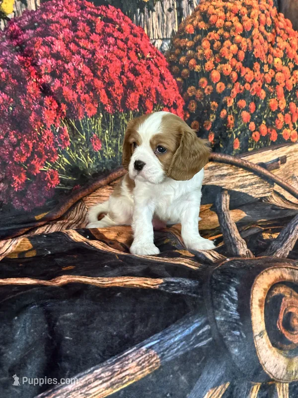 Luke – Cavalier King Charles Spaniel puppy for sale in Greenville, MO