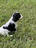 Rainie, a female Cavalier King Charles Spaniel for sale in Greenville, MO – 3 of 8