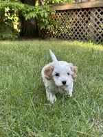 MIKE, a male Cavapoo for sale in Greenville, MO – 9 of 10