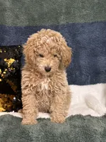 Rip, a male Poodle - Miniature  for sale in Greenville, MO – 2 of 6