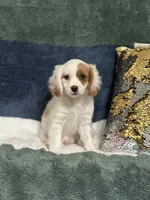 Pattie, a female Cavapoo for sale in Greenville, MO – 4 of 4